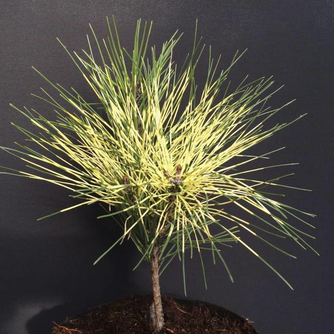 Pinus densiflora 'Shiro Nishiki'