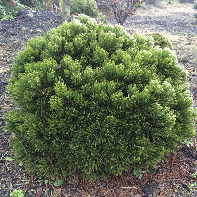 Pinus heldreichii 'Pygmy'