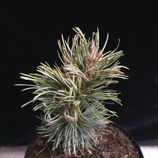 Pinus aristata 'Happy'