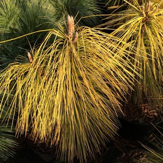 Pinus wallichiana 'Winter Light'