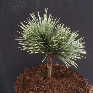 Pinus flexilis 'Cherokee'