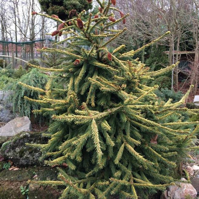 Picea abies 'Catherine's Golden Heart'