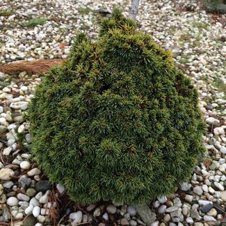 Picea glauca 'Boyko's W.B.'