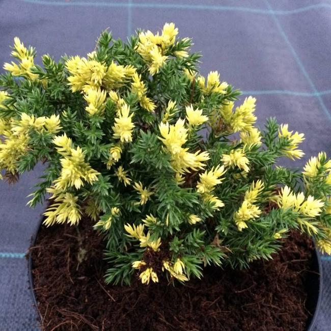 Juniperus procumbens 'Peve Spikkel'