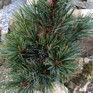 Pinus koraiensis 'Tsingtao'