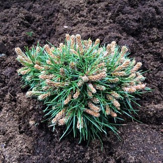 Pinus mugo 'Maruschka'