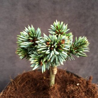 Picea omorika 'Sjoerd'