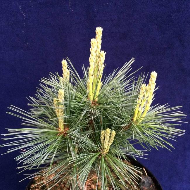 Pinus strobus 'Bergmans Mini'