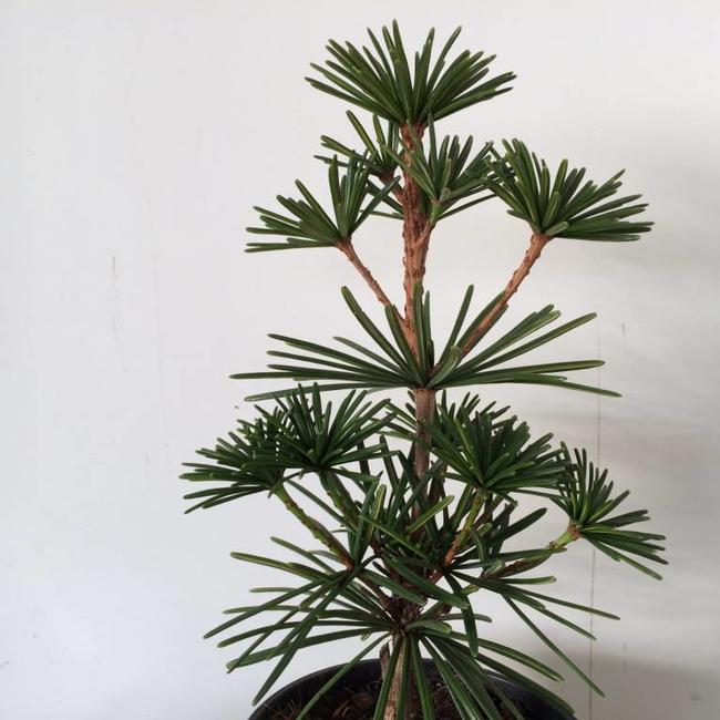 Sciadopitys Verticillata Green Star Herman Geers Sciadopitys Verticillata Green Star