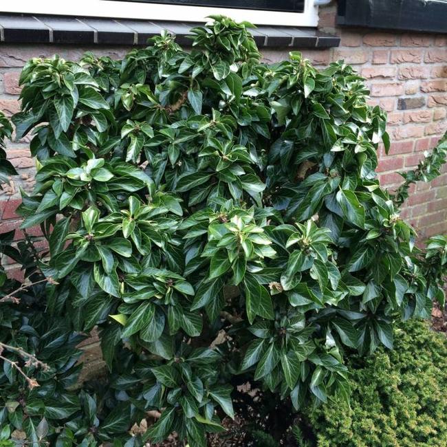 Hedera helix 'Humpty Dumpty'