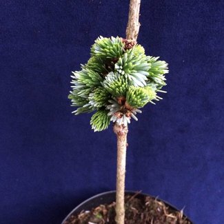 Picea jezoensis 'Hroch'