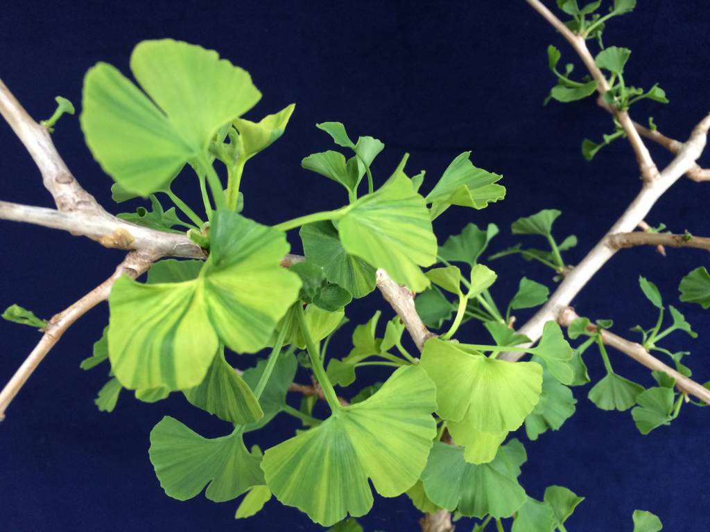 Ginkgo biloba 'Jade Butterfly' Herman Geers