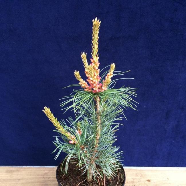 Pinus parviflora 'Bonnie Bergman'