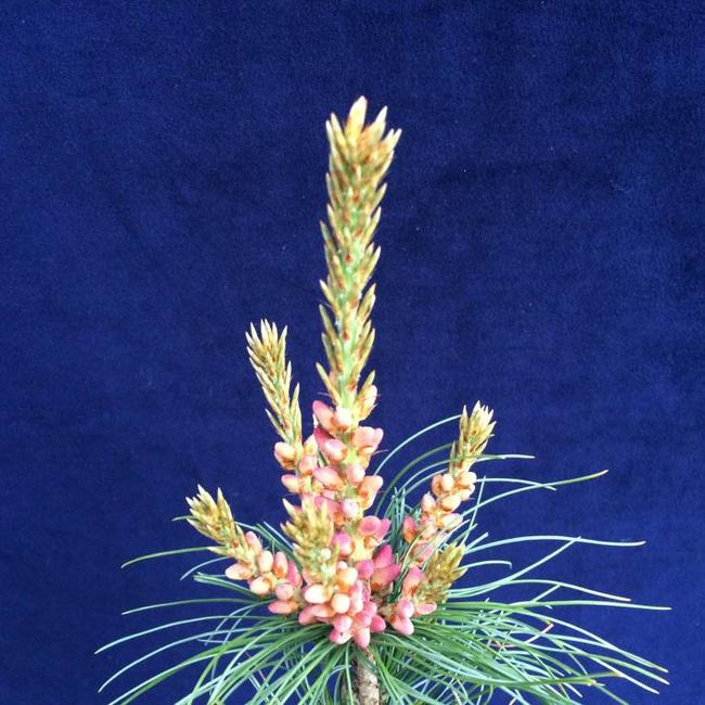 Pinus parviflora 'Bonnie Bergman'