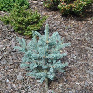 Picea pungens 'Scottie'