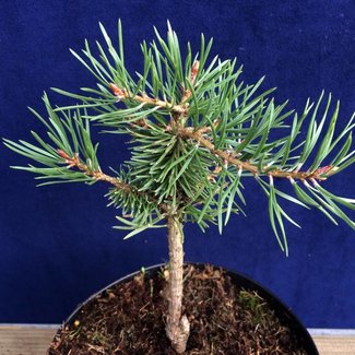 Pinus sylvestris 'Kaltha Norwegen'