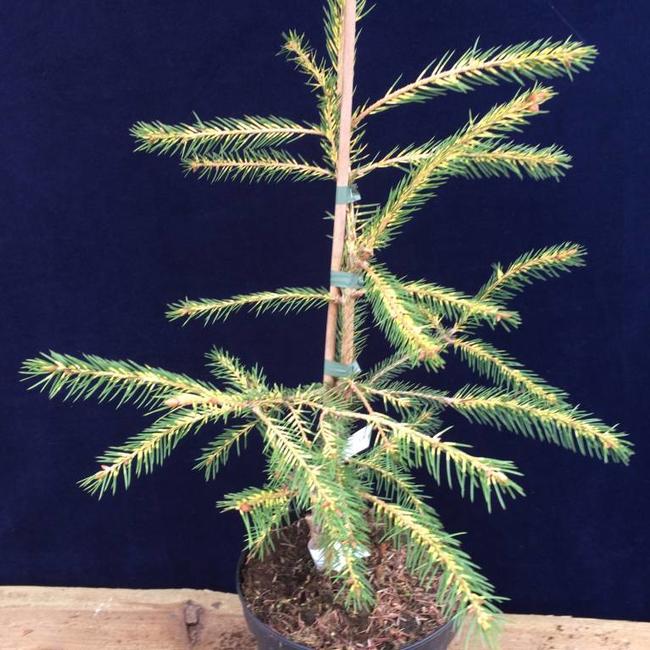 Picea abies 'Razzle'