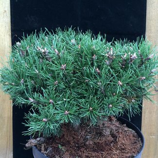 Pinus mugo 'Klostergrun'