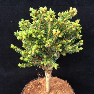 Picea abies 'Brunn'