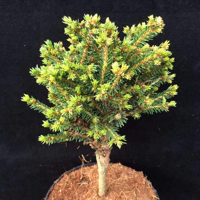 Picea abies 'Brunn'