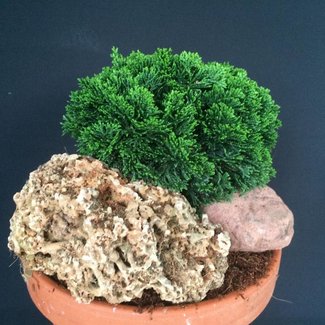 Chamaecyparis obtusa 'Green Plate'