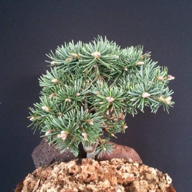 Abies concolor 'Masonic Broom'
