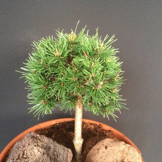 Pinus mugo 'Mario'