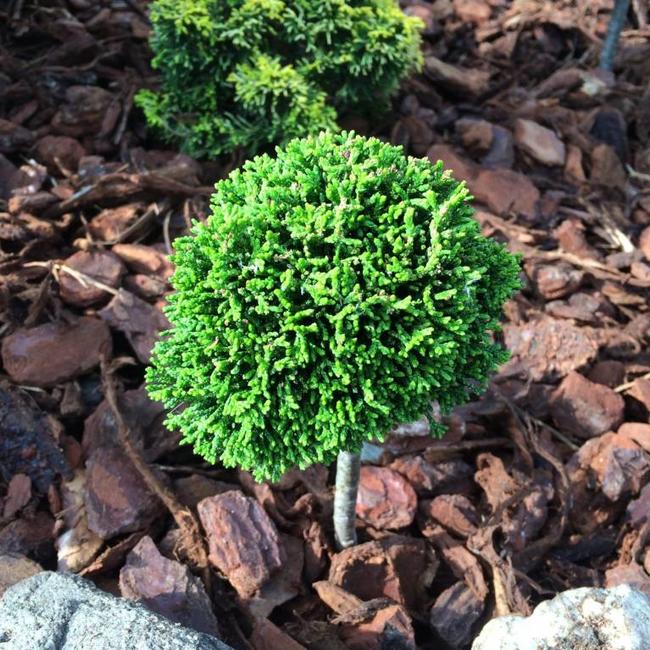 Chamaecyparis obtusa '1000'