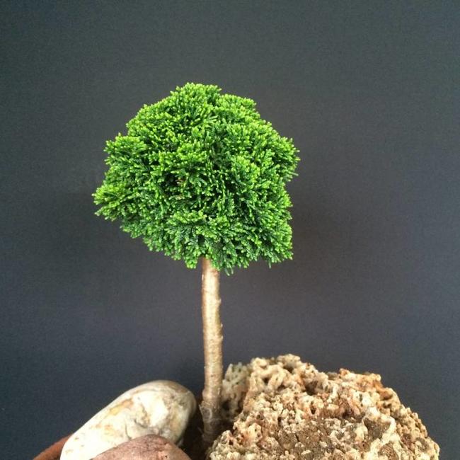 Chamaecyparis obtusa '1000'