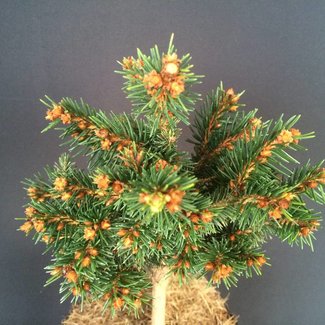 Picea abies 'Kozin'