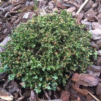 Juniperus horizontalis 'Neumann'