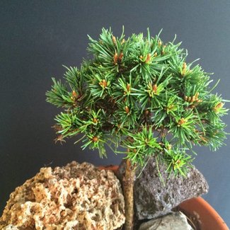 Pinus mugo 'Annemarie'