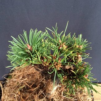 Pinus mugo var. pumilio 'Maja-Mini'