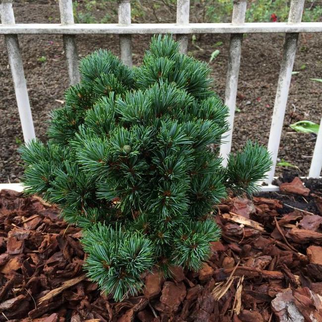 Pinus parviflora 'Hagaromo'