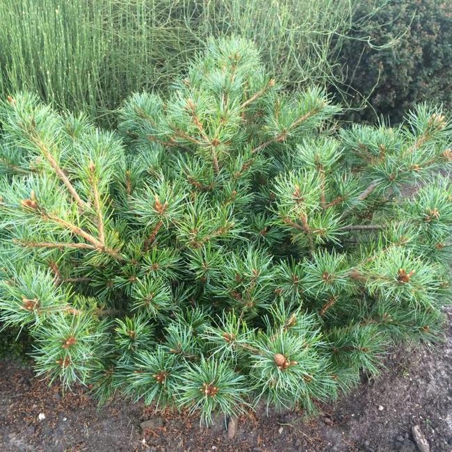 Pinus parviflora 'Hagaromo'