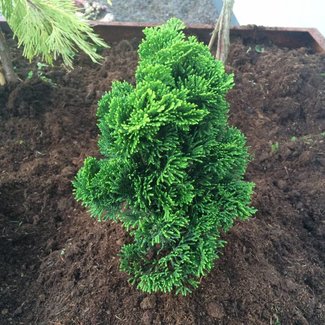 Chamaecyparis obtusa 'Little Marky'