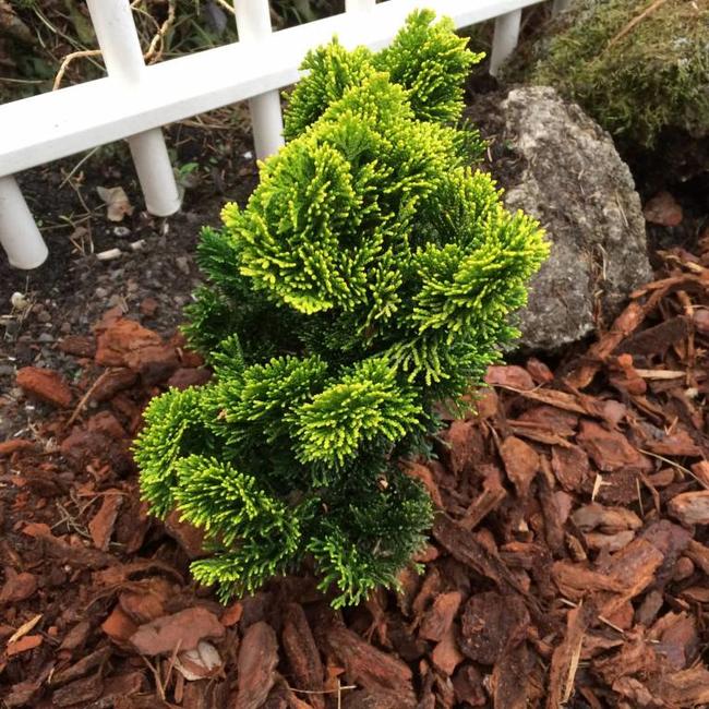 Chamaecyparis obtusa 'Bill'