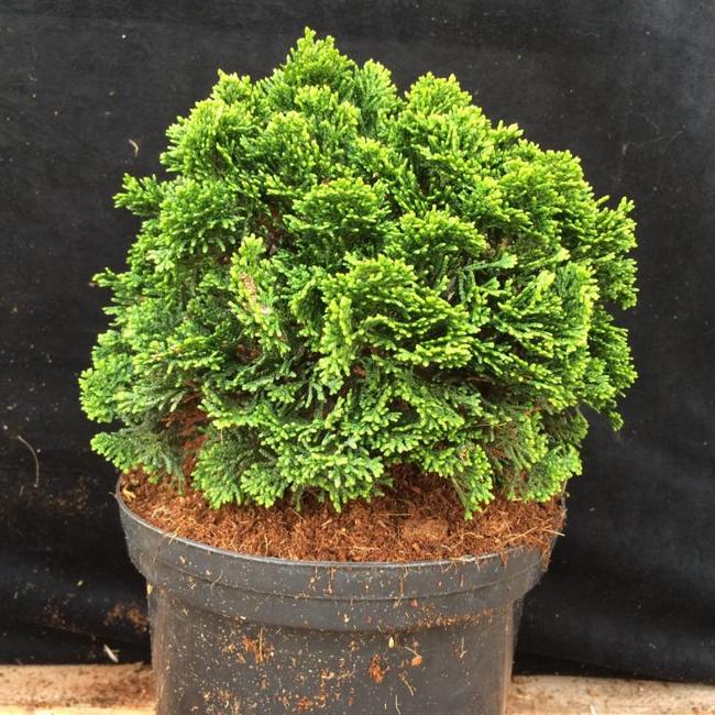 Chamaecyparis obtusa 'Dainty Doll'