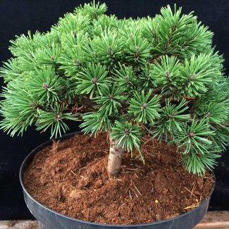Pinus uncinata 'Erzgebirge'