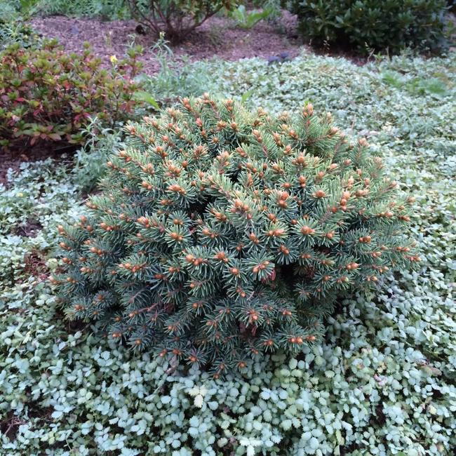Picea abies 'Palaceck'