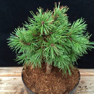Pinus mugo 'Kamila'