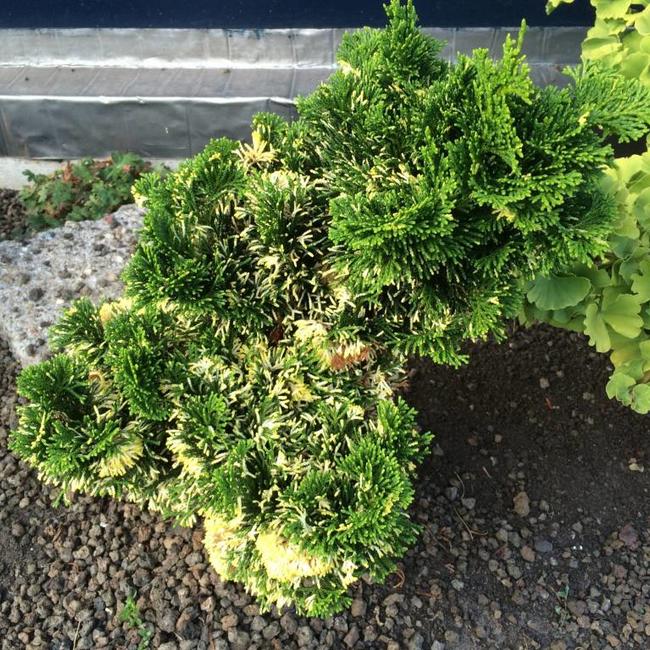 Chamaecyparis obtusa 'Snowkist'