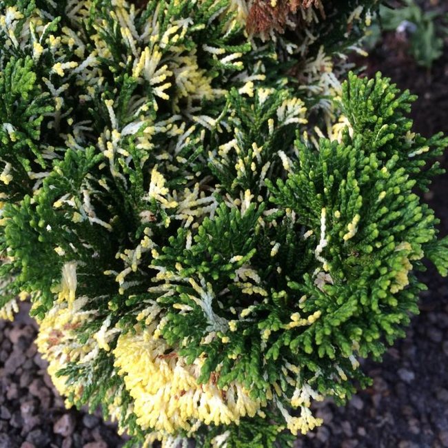Chamaecyparis obtusa 'Snowkist'