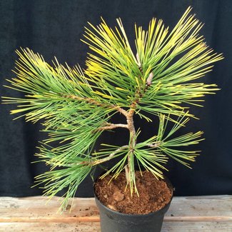 Pinus jeffreyi 'Misty Lemon'