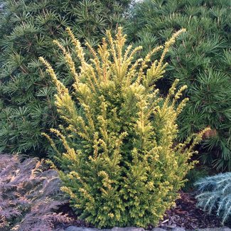 Taxus cuspidata 'Aurescens'