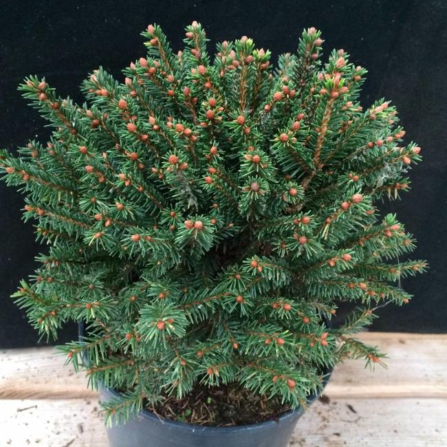 Picea abies 'Compacta'