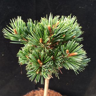 Pinus parviflora 'Pygmy Yatsuba'