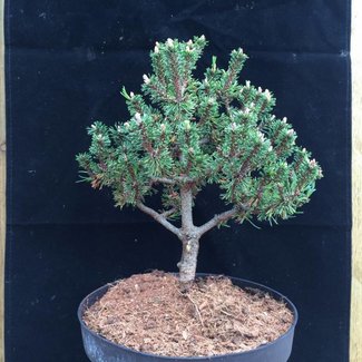 Pinus mugo 'Kissen' (Syn. 'Brevifolia')