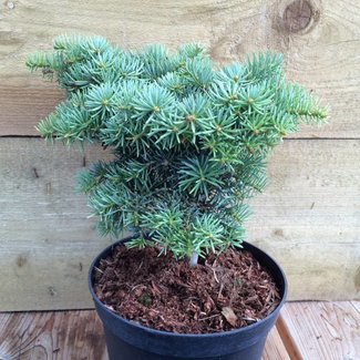 Abies concolor 'Bryce Canyon'