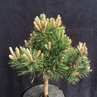 Pinus mugo 'Frisby'